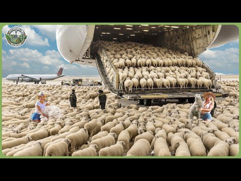 How Millions of Sheep Are Transported – Incredible Livestock Cattle Transporting Technology