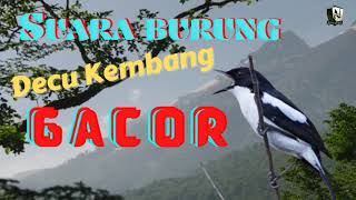Download lagu SUARA BURUNG DECU KEMBANG||MASTERAN BURUNG DECU KEMBANG||SUARA JERNIH ALAMI mp3
