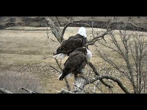 Decorah North Nest    Mating on Babysitting Branch