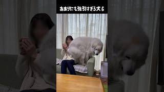 はちゃめちゃ強引な愛犬6 #greatpyrenees #大型犬のいる生活 #大型犬と暮らす #大型犬 #グレートピレニーズ #癒し #愛犬 #犬のいる生活  #greatpyrenees