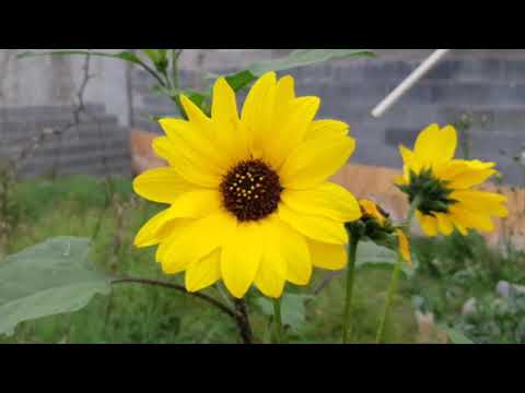 Jesús Adrian Romero ayer te vi / fue más claro que la luna 🙏 musica Cristiana