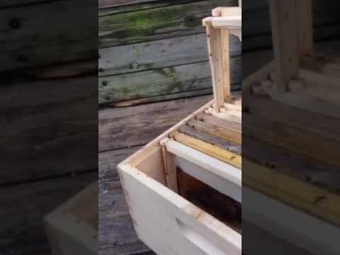 Swarm traps how to make a bait hive