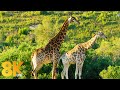 8K Wildlife Of Gondwana Game Reserve Africa 7 HOURS Of Amazing Wild Animals NO MUSIC