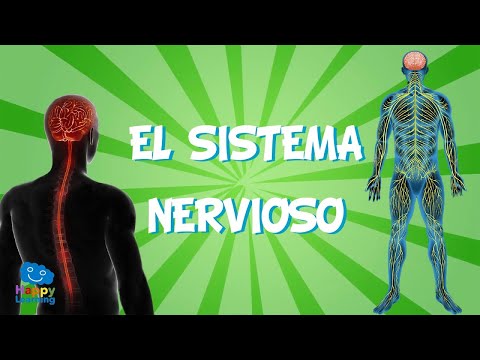 El Sistema Nervioso | Videos Educativos para Niños