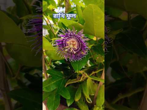 , title : 'রাখি ফুলের পরিচর্যা // How to grow and care passion flower plant .'