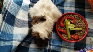 What to Expect from a Pregnant Guinea Pig