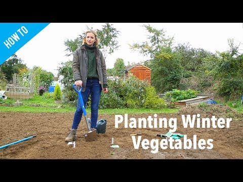 download lagu mp3 mp4 British Winter Fruits, download lagu British Winter Fruits gratis, unduh video klip British Winter Fruits