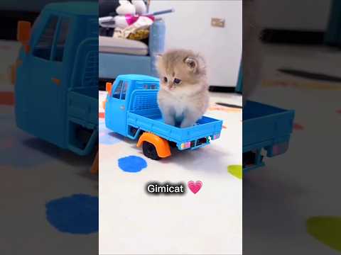 Chat mignon et drôle 🥰️