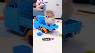 Chat mignon et drôle 🥰️