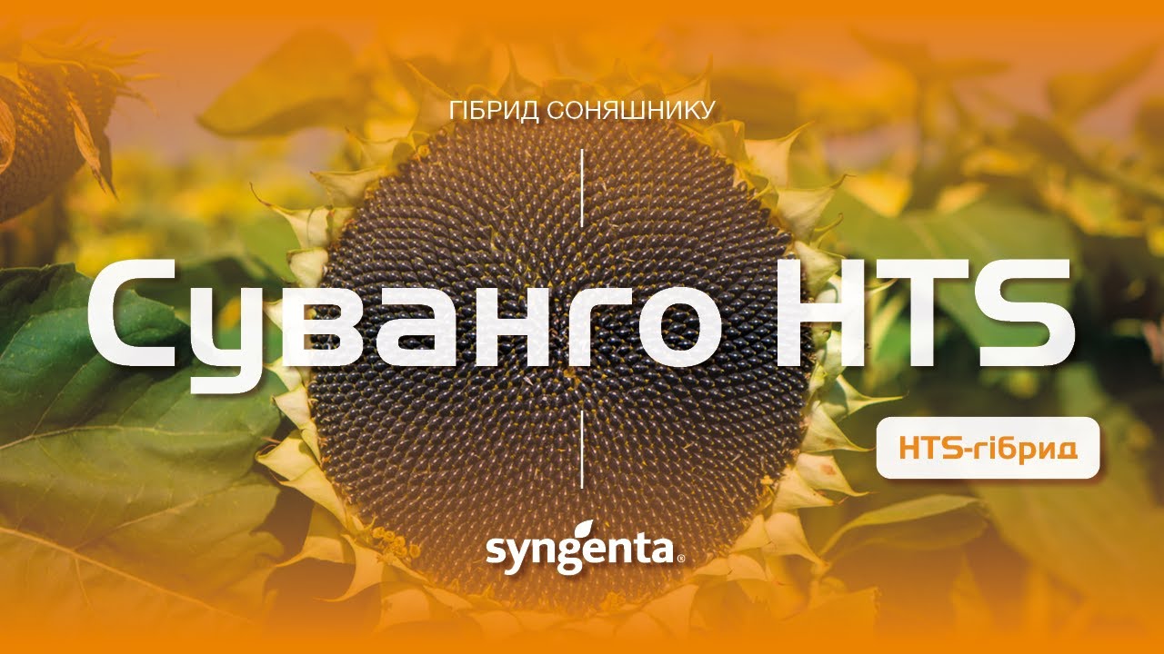 Насіння соняшнику Суванго