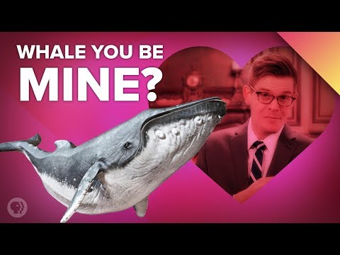 如果動物們給關係建議呢？ (What If Animals Gave Relationship Advice?)