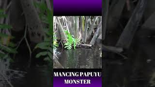 Download lagu MANCING PAPUYU ATAU BETOK SUPER MANTAP | SENAR AMATIR mp3