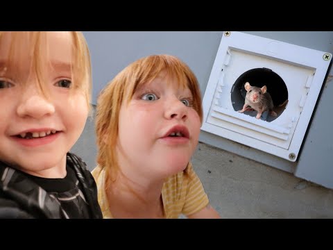 Secret MOUSE TUNNEL in our HOUSE!! Adley & Niko found MORE! dance party and playing at pirate island