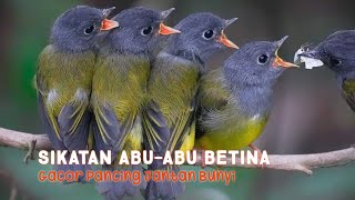 Download lagu Pancingan Burung Sikatan Abu-Abu Supaya Gacor mp3
