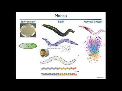 The Whole Worm: Brain-Body-Environment Models of C. Elegans