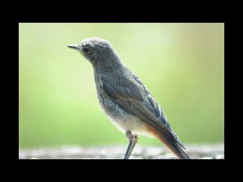 Kazimierz Pustelak, Stanisław Moniuszko, pieśń ze Śpiewnika Domowego "Wędrowna ptaszyna"