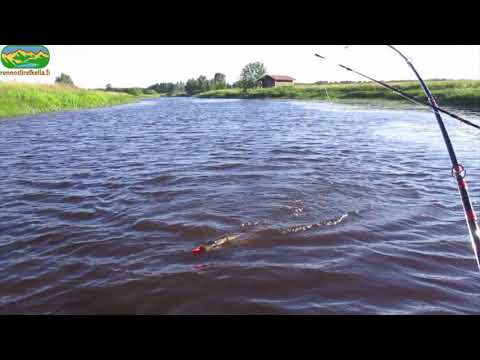 rennostiretkella.fi - Uistelua Kauvatsanjoella 08/2017