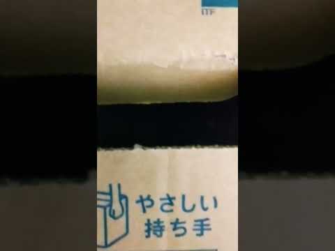 猫と段ボール箱:研究者が驚くべき現象を観察