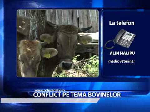CONFLICT PE TEMA BOVINELOR (Columna Tv)