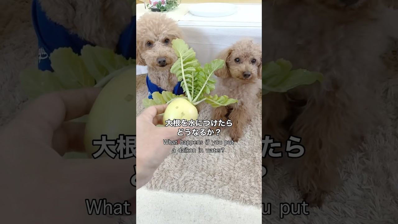 #検証 🌱大根のヘタを、水につけたらどうなる？What happens if you soak the stem of a radish in water? #大根   #再生栽培  #リボベジ