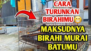 Download lagu CARA MENURUNKAN BIRAHI MURAI BATU‼️BUKAN BIRAHI PERAWATNYA😁 mp3