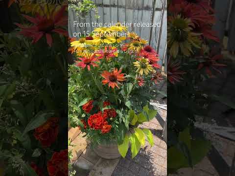 園芸 プロヴァンスのハリエニシダ、小さな花を持つハリエニシダ