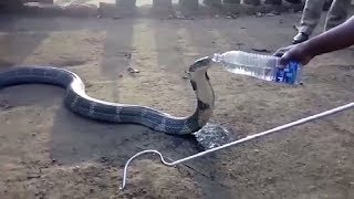 5 MOST INSPIRING ANIMAL RESCUES
