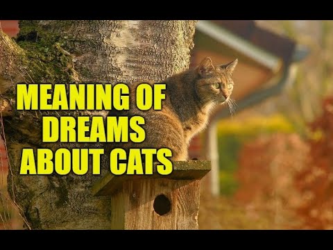 Meaning of Dreams About Cats - What does cat mean in a dream?