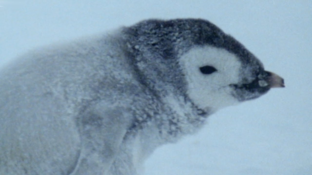 Fighting Over Abandoned Penguin Chick Natural World: Penguins Of The Antarctic BBC Earth