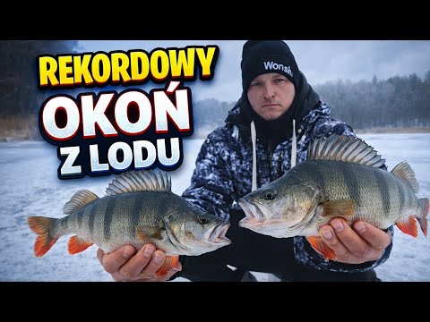 Pierwszy raz na murmyszke z lodu i odrazu rekord okonia pobity 😀#fish 