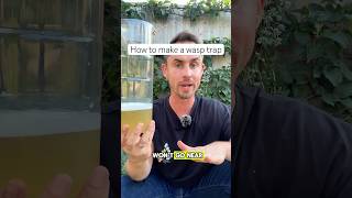 Download lagu How to make a wasp trap #garden #gardening mp3