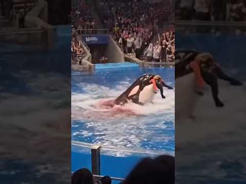 orca kills his own trainer #trending #jessica #sad