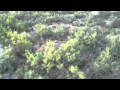 Helicopter hog hunt zavala county - YouTube