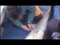 Tagging Pacific Predators KQED QUEST