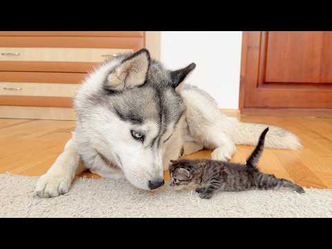YouTube 썸네일