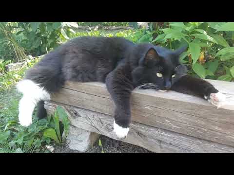 Cats Kesha relaxes 😎 my lovely cat #catsrock #catvideos