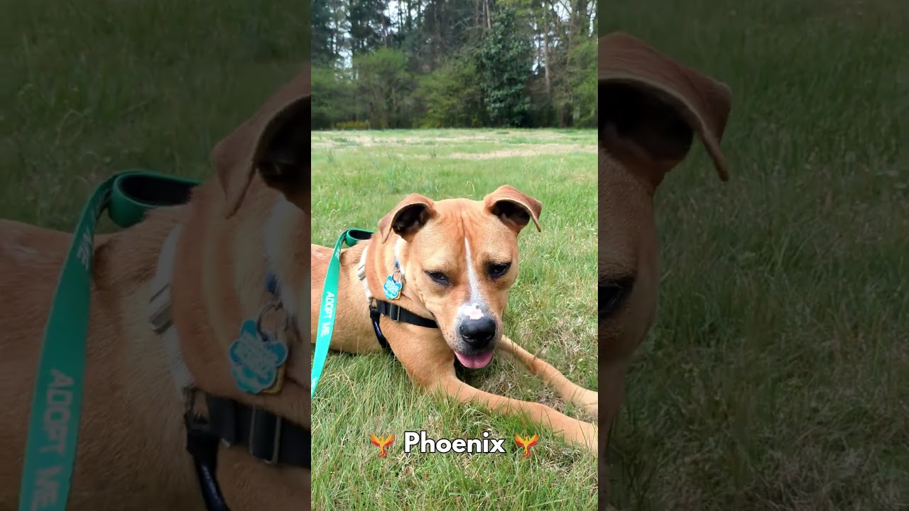 Enlarge Phoenix, a Adoptable Pit Bull Terrier in Richmond, VA video 6/6