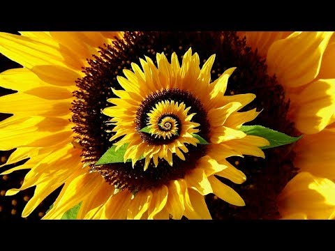 Decoding the Secret Patterns of Nature - Fibonacci Ratio & Pi - Full Documentary