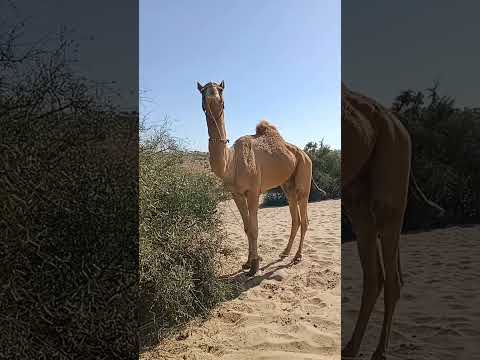 Jamel the camel