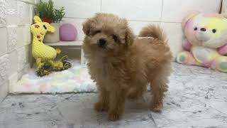 ハーフ犬の動画01