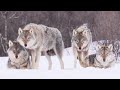 Scythian Wolf Warriors Part 1