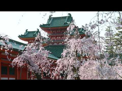 令和4年(2022)春の平安神宮