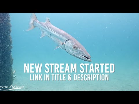 LIVE Deerfield Beach, FL USA - Underwater Camera