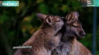 30 Amazing Facts About Kangaroos | KNOW iT