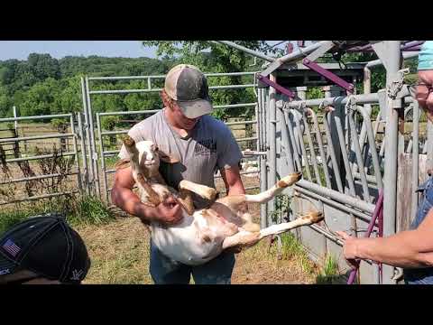 Sorting and banding ram lambs!