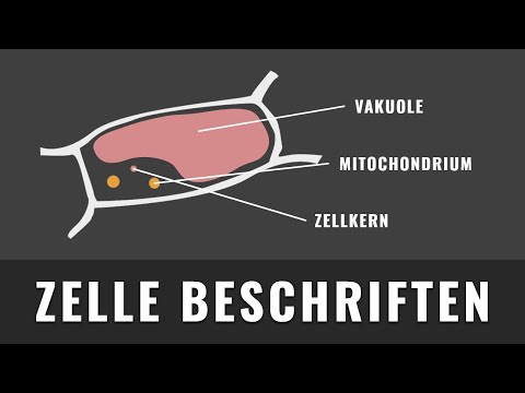 Cell organelles | Identify and label them | Microscopic images | Electron microscopy