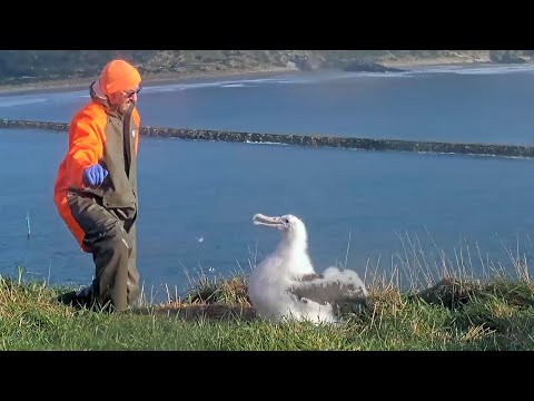 Royal Albatross Chick Weighs In at a Hefty 18+ Pounds! #RoyalCam | July 15, 2025
