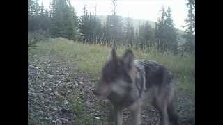 Living with Wildlife