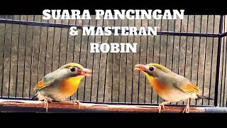 Download lagu Suara Robin - Betina dan Jantan - Hanya suara tidak boros kuota mp3 Download lagu Suara Robin - Betina dan Jantan - Hanya suara tidak boros kuota mp3