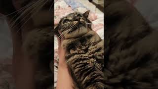 Download lagu We are met with SILENCE.. #catoftheday #cat #kitten #catlovers #cutecat @calliopelyn mp3 Download lagu We are met with SILENCE.. #catoftheday #cat #kitten #catlovers #cutecat @calliopelyn mp3